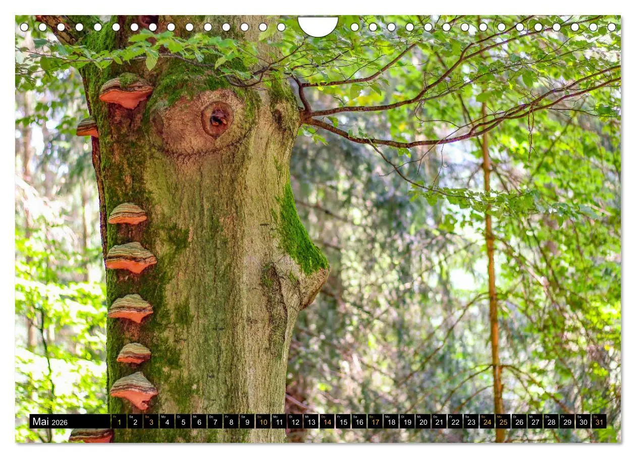 Bild: 9783457743393 | Magische Waldwesen (Wandkalender 2026 DIN A4 quer), CALVENDO...