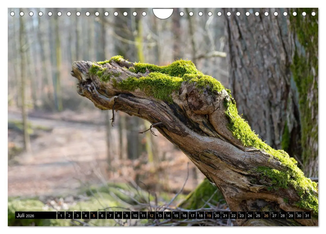 Bild: 9783457743393 | Magische Waldwesen (Wandkalender 2026 DIN A4 quer), CALVENDO...