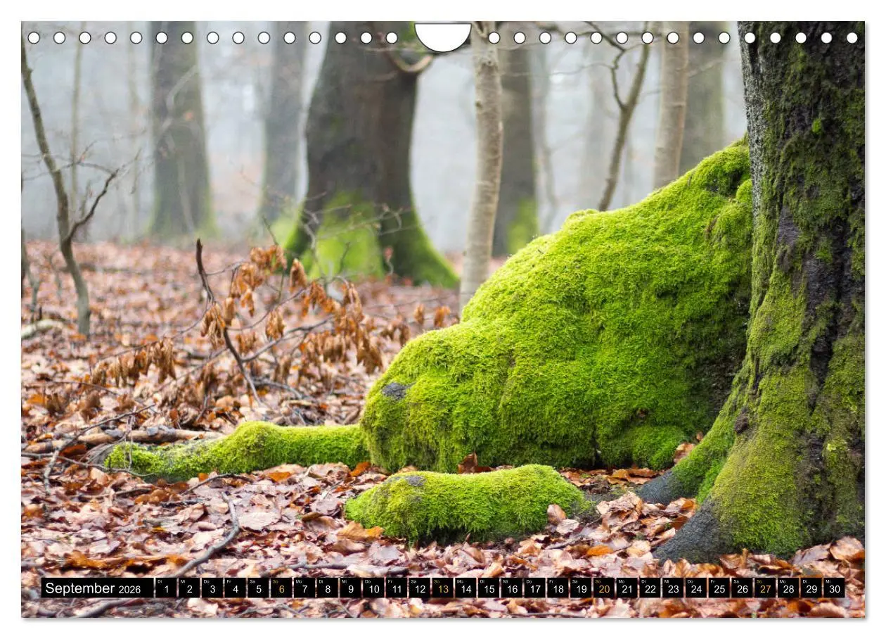 Bild: 9783457743393 | Magische Waldwesen (Wandkalender 2026 DIN A4 quer), CALVENDO...