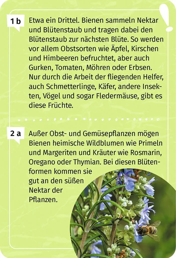 Bild: 9783964553393 | Mein Garten-Forscherquiz | Annett Stütze (u. a.) | Taschenbuch | 50 S.