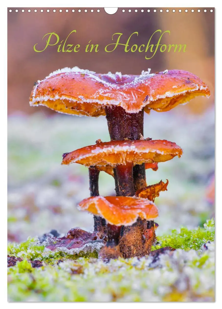 Cover: 9783435943593 | Pilze in Hochform (Wandkalender 2025 DIN A3 hoch), CALVENDO...