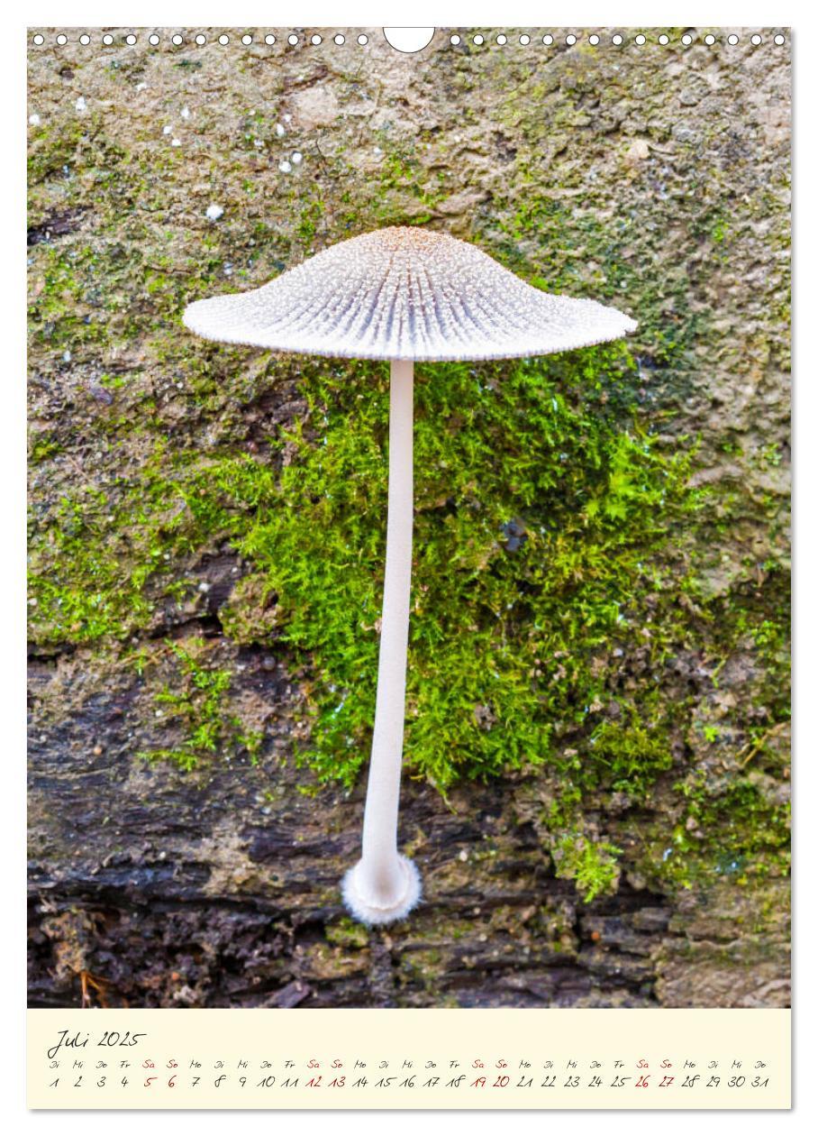 Bild: 9783435943593 | Pilze in Hochform (Wandkalender 2025 DIN A3 hoch), CALVENDO...