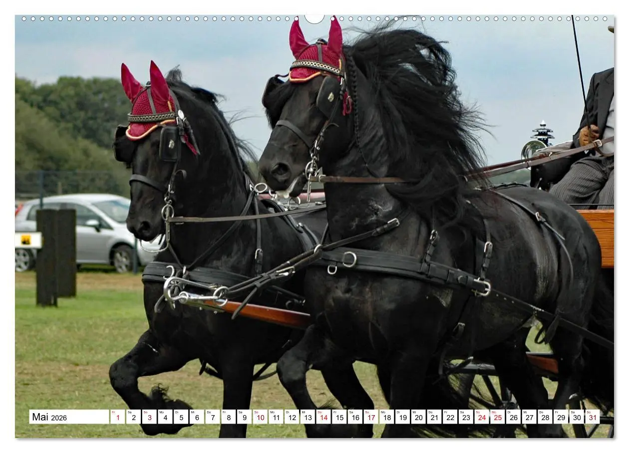 Bild: 9783457583593 | Faszination Fahrsport - Zweispänner im Galopp durch den Parcour...