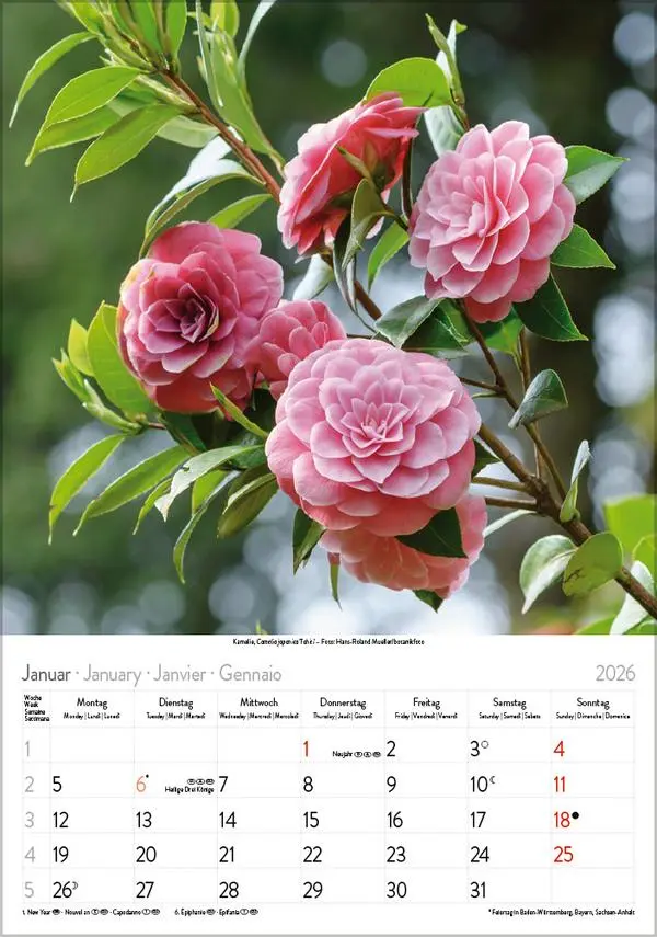Bild: 9783731883593 | Blütenzauber 2026 | Verlag Korsch | Kalender | Spiralbindung | 13 S.