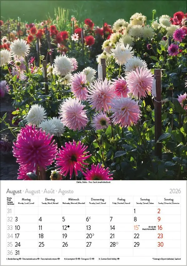 Bild: 9783731883593 | Blütenzauber 2026 | Verlag Korsch | Kalender | Spiralbindung | 13 S.