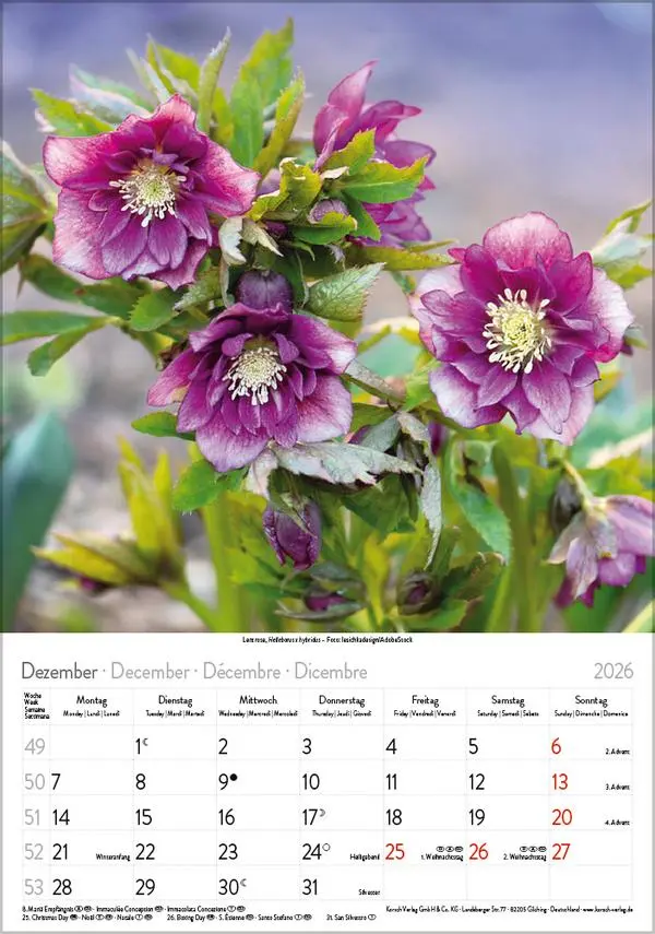 Bild: 9783731883593 | Blütenzauber 2026 | Verlag Korsch | Kalender | Spiralbindung | 13 S.