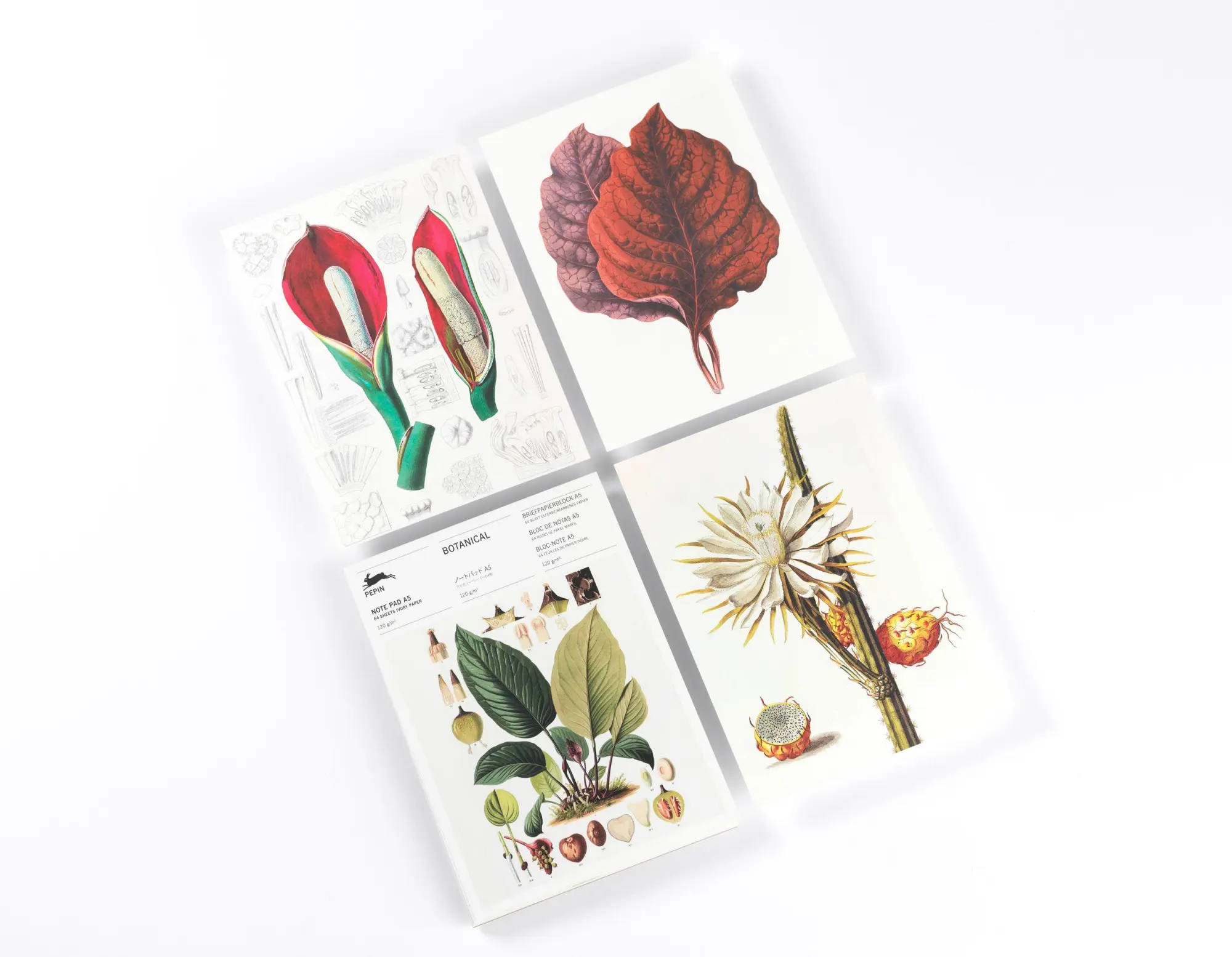 Bild: 9789460093593 | Botanical (new edition) | Writing Paper &amp; Note Pad A5 | Roojen | 2025