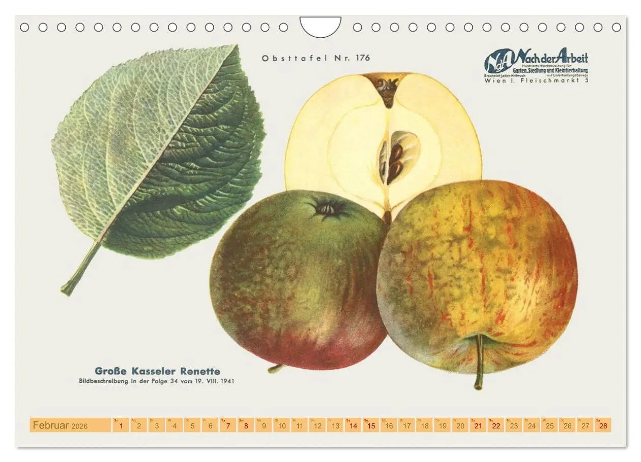 Bild: 9783457573693 | Alte Apfelsorten für Allergiker (Wandkalender 2026 DIN A4 quer),...