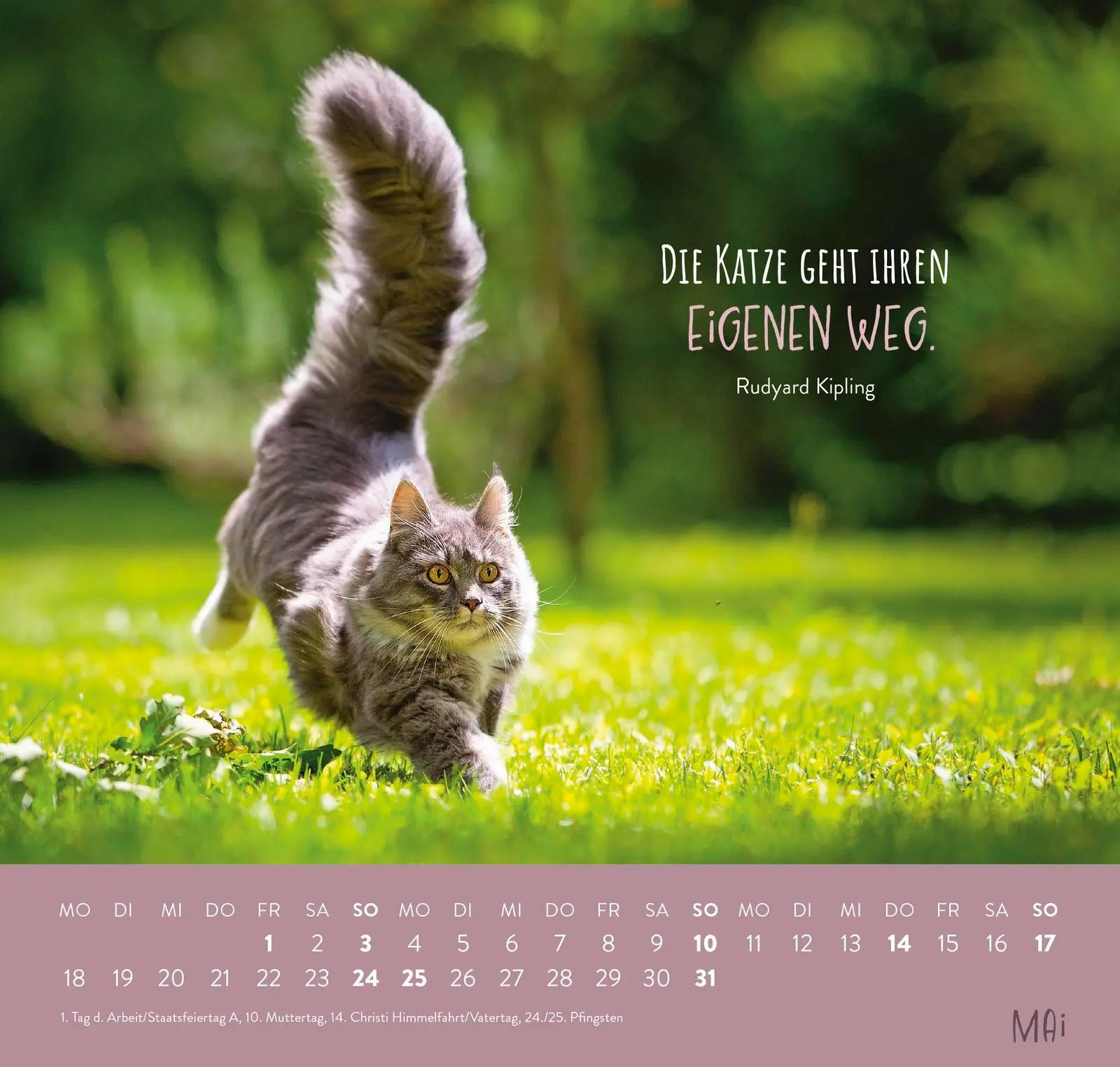 Bild: 4036442013793 | Wandkalender 2026: Für Katzenfreunde | Groh Verlag | Kalender | 12 S.