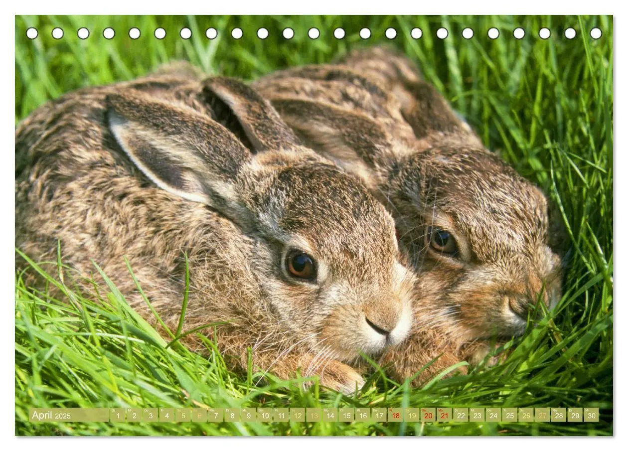 Bild: 9783457183793 | Wald-Kindergarten: Tierkinder im Wald (Tischkalender 2025 DIN A5...