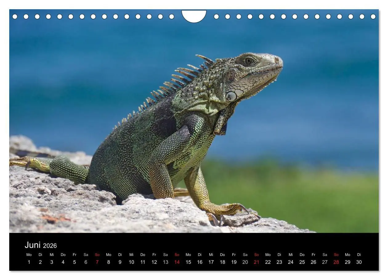 Bild: 9783457943793 | Trauminsel Puerto Rico (Wandkalender 2026 DIN A4 quer), CALVENDO...