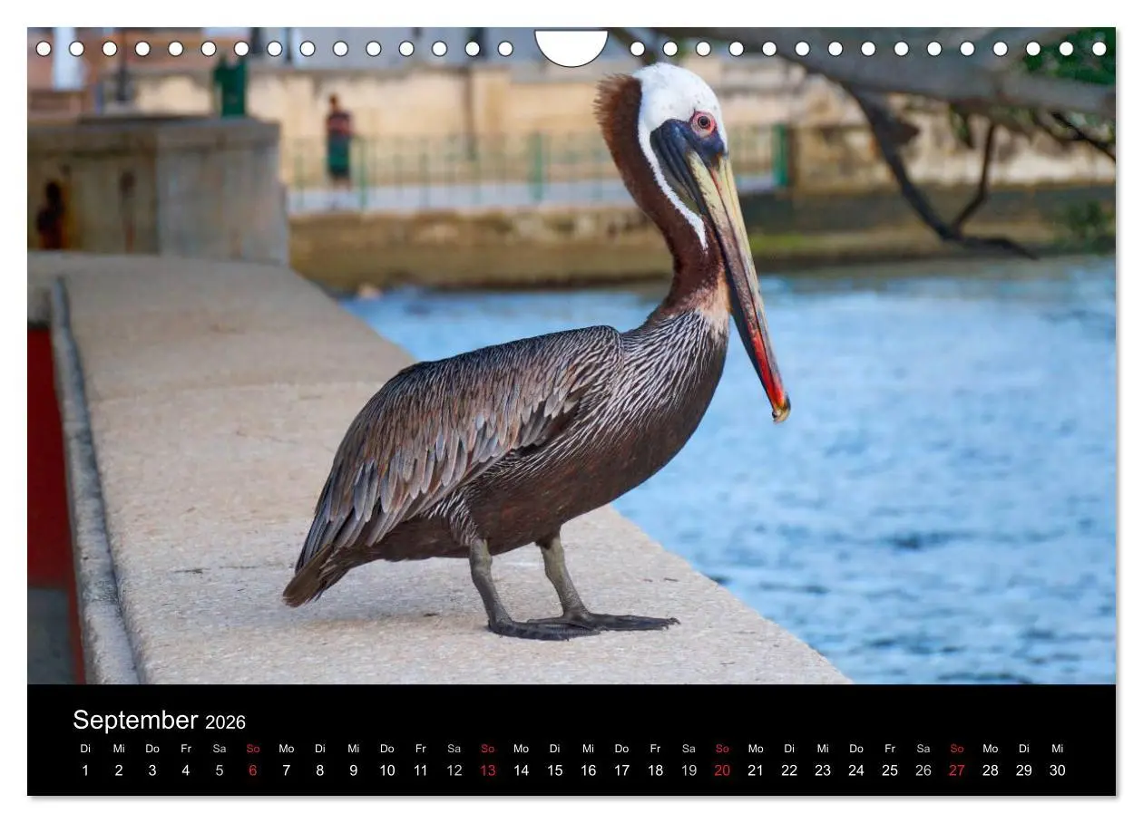 Bild: 9783457943793 | Trauminsel Puerto Rico (Wandkalender 2026 DIN A4 quer), CALVENDO...