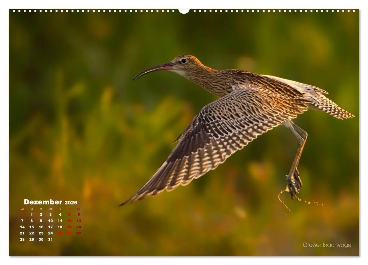 Bild: 9783457863893 | Wattvögel an der Friesischen IJsselmeerküste (Wandkalender 2026 DIN...