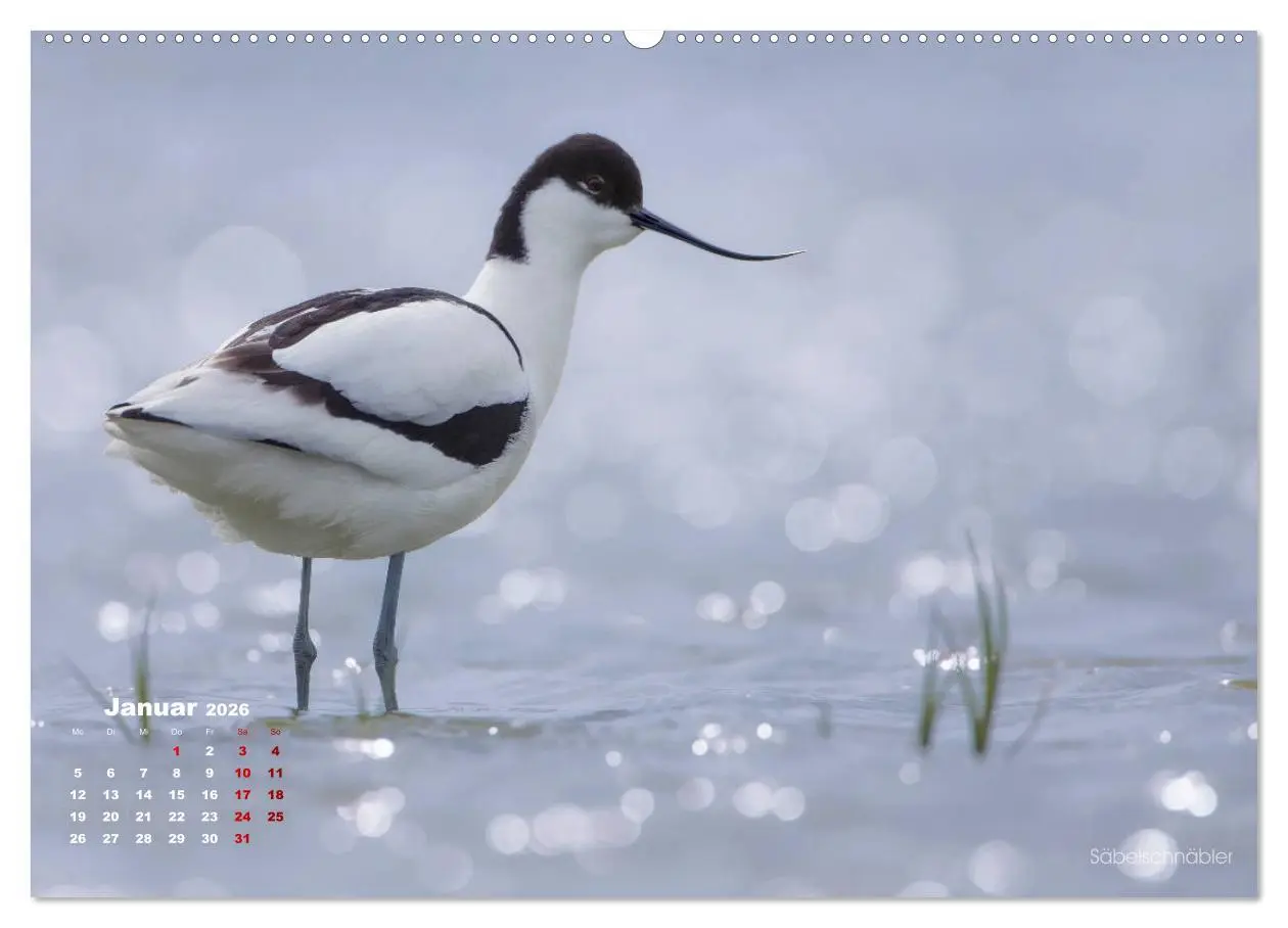 Bild: 9783457863893 | Wattvögel an der Friesischen IJsselmeerküste (Wandkalender 2026 DIN...