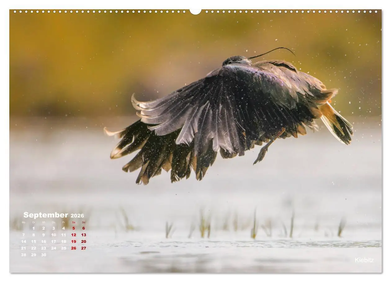 Bild: 9783457863893 | Wattvögel an der Friesischen IJsselmeerküste (Wandkalender 2026 DIN...