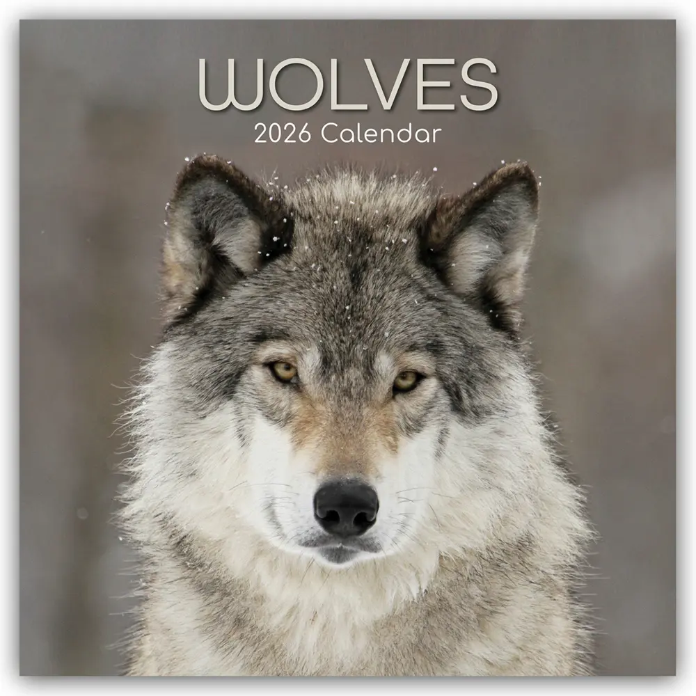 Cover: 9781836223993 | Wolves - Wölfe 2026 - 16-Monatskalender | Gifted Stationery Co. Ltd