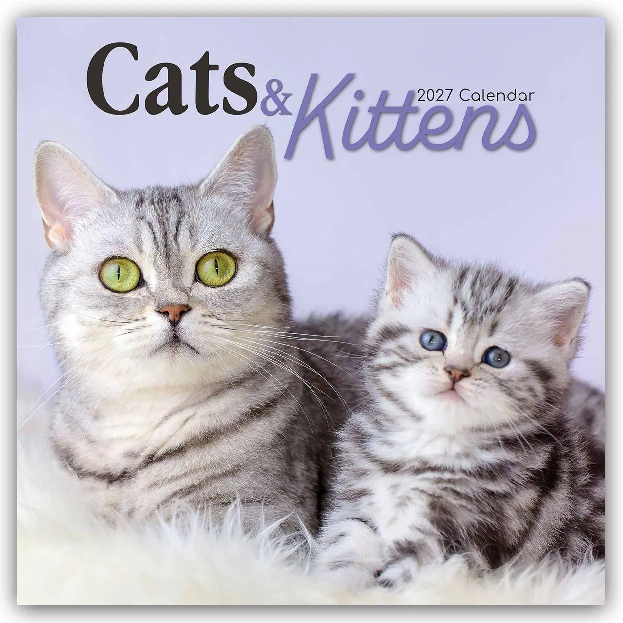 Cover: 9781805974093 | Cats and Kittens - Katzen und Kätzchen 2027 - 16-Monatskalender | Ltd