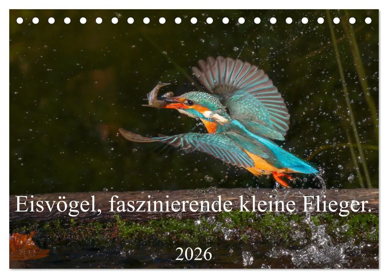 Cover: 9783457674093 | Eisvögel, faszinierende kleine Flieger. (Tischkalender 2026 DIN A5...