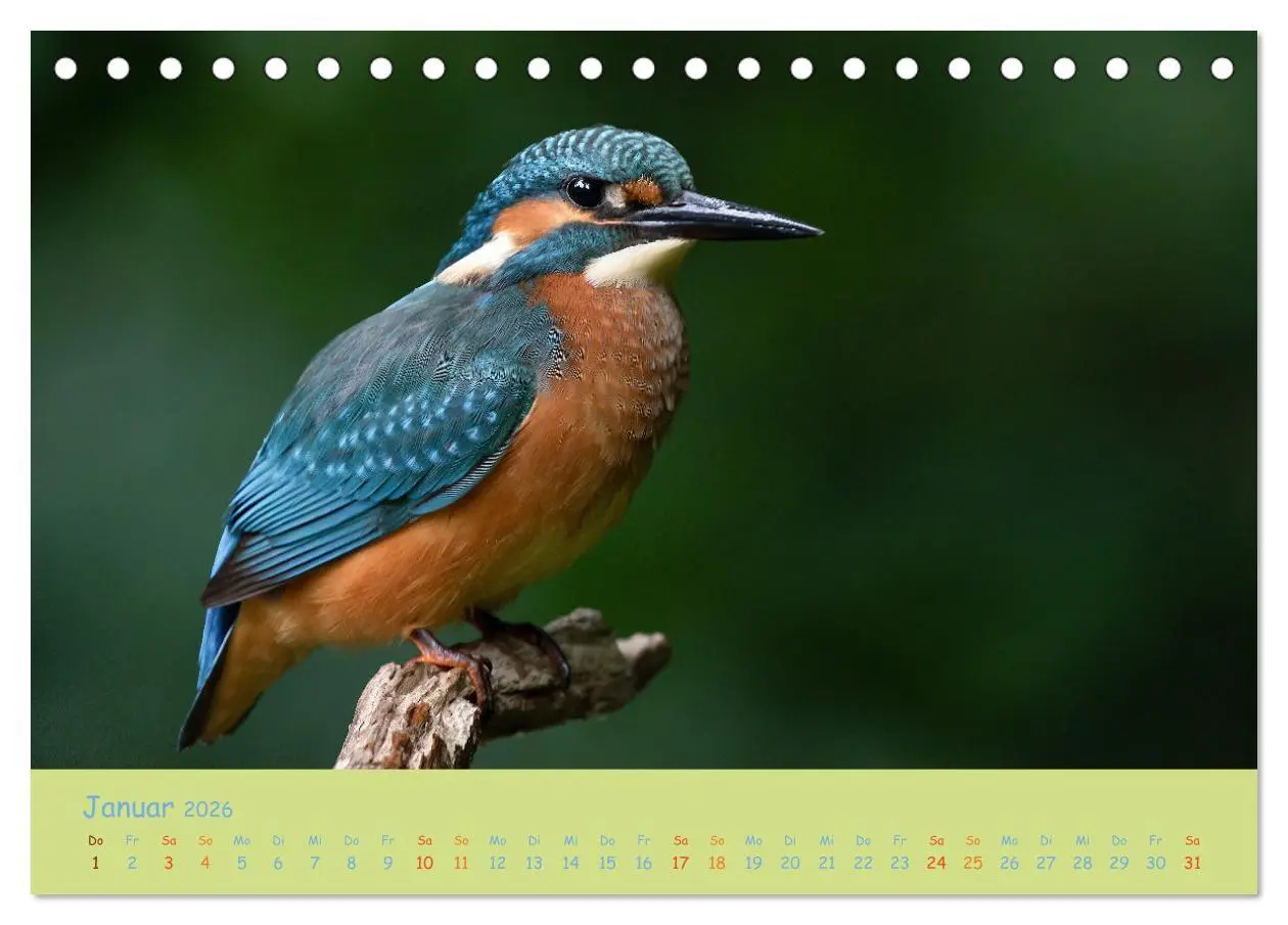 Bild: 9783457674093 | Eisvögel, faszinierende kleine Flieger. (Tischkalender 2026 DIN A5...
