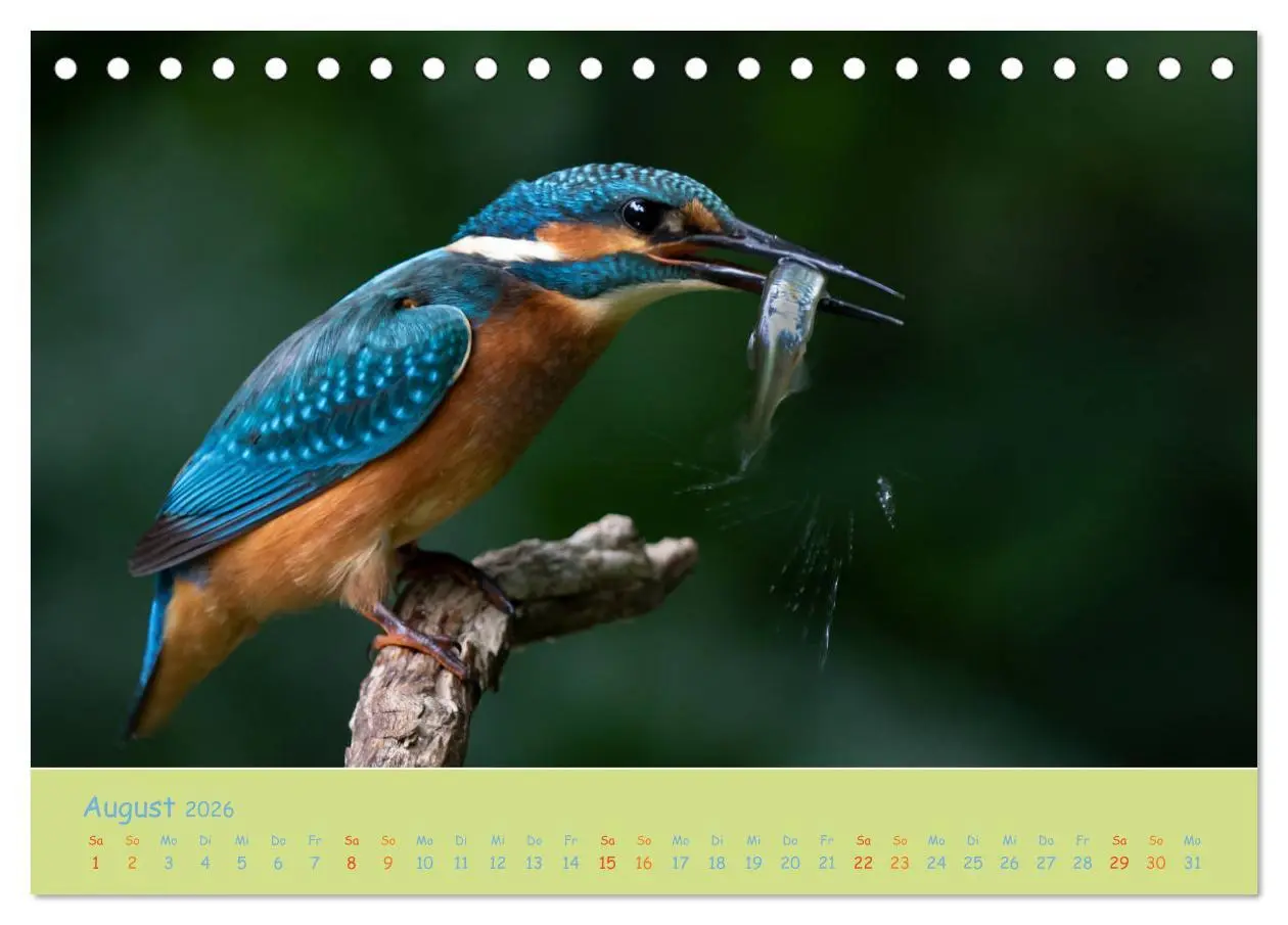 Bild: 9783457674093 | Eisvögel, faszinierende kleine Flieger. (Tischkalender 2026 DIN A5...