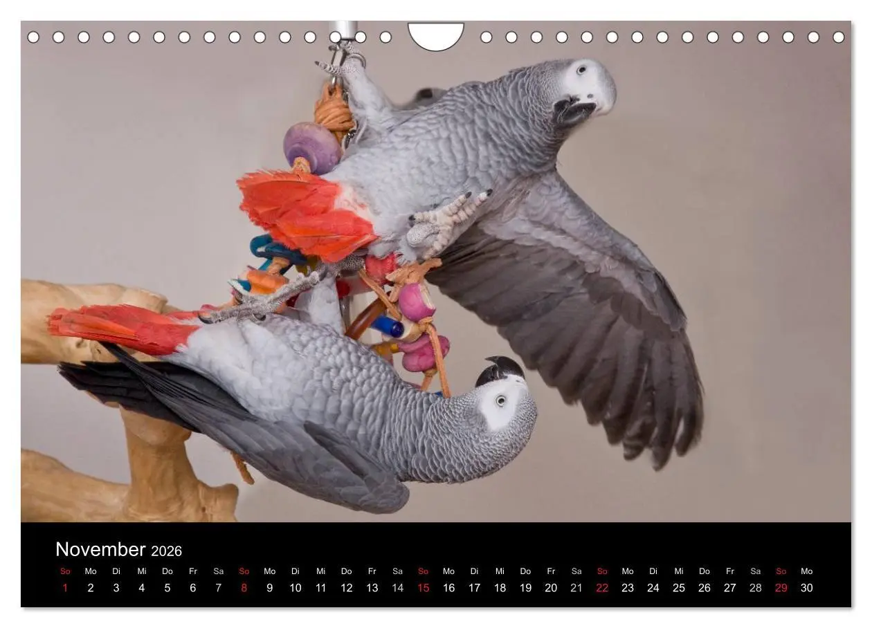 Bild: 9783516074093 | Graupapageien zum Verlieben (Wandkalender 2026 DIN A4 quer),...