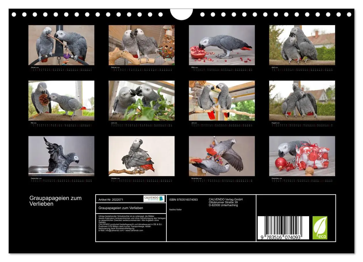 Bild: 9783516074093 | Graupapageien zum Verlieben (Wandkalender 2026 DIN A4 quer),...