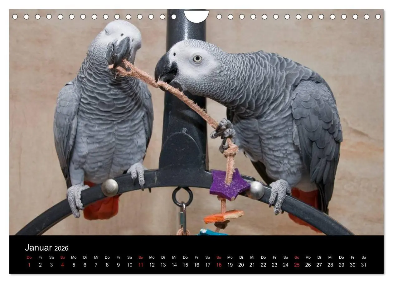 Bild: 9783516074093 | Graupapageien zum Verlieben (Wandkalender 2026 DIN A4 quer),...