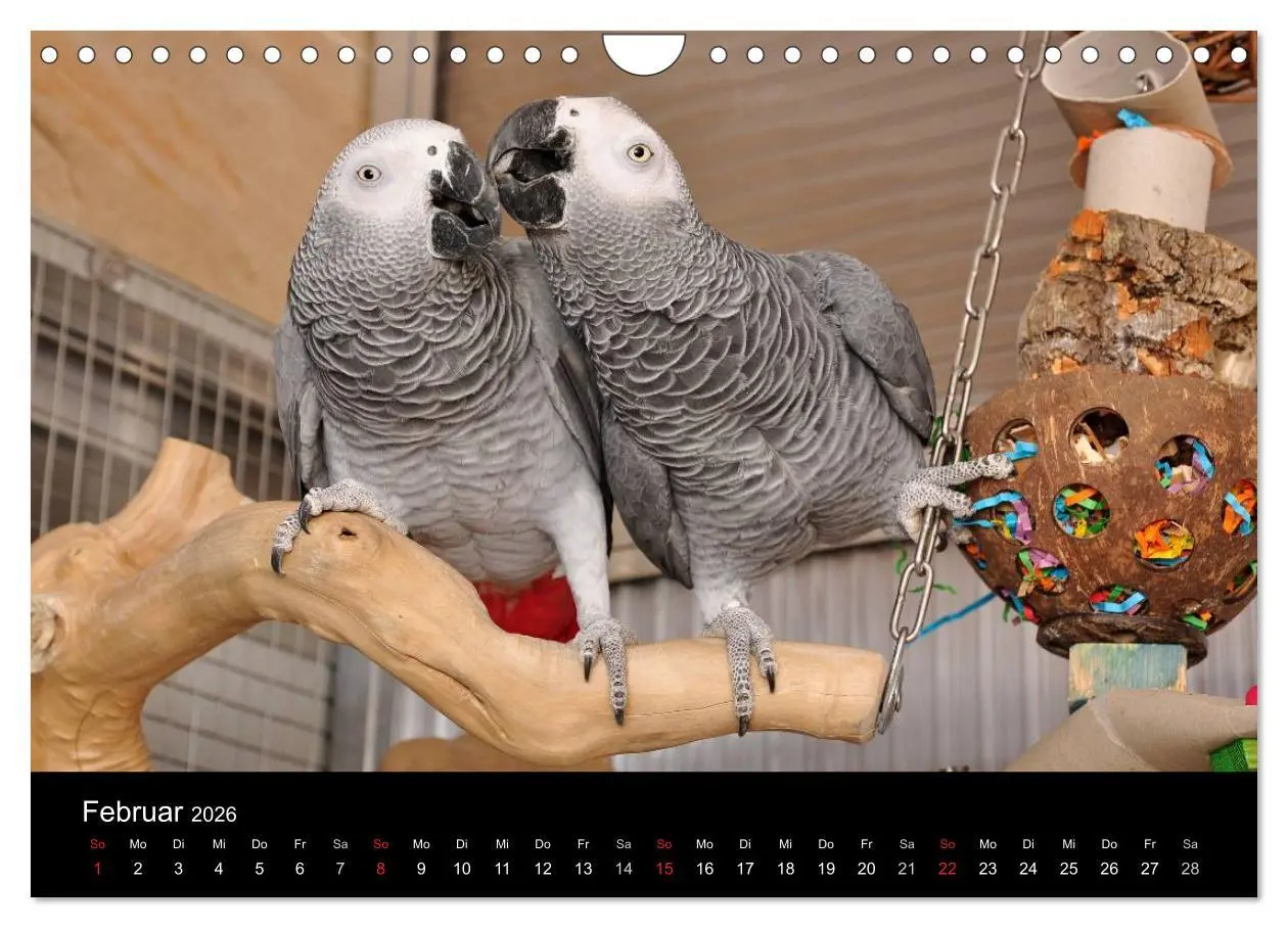 Bild: 9783516074093 | Graupapageien zum Verlieben (Wandkalender 2026 DIN A4 quer),...