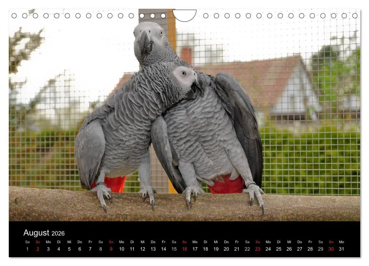 Bild: 9783516074093 | Graupapageien zum Verlieben (Wandkalender 2026 DIN A4 quer),...