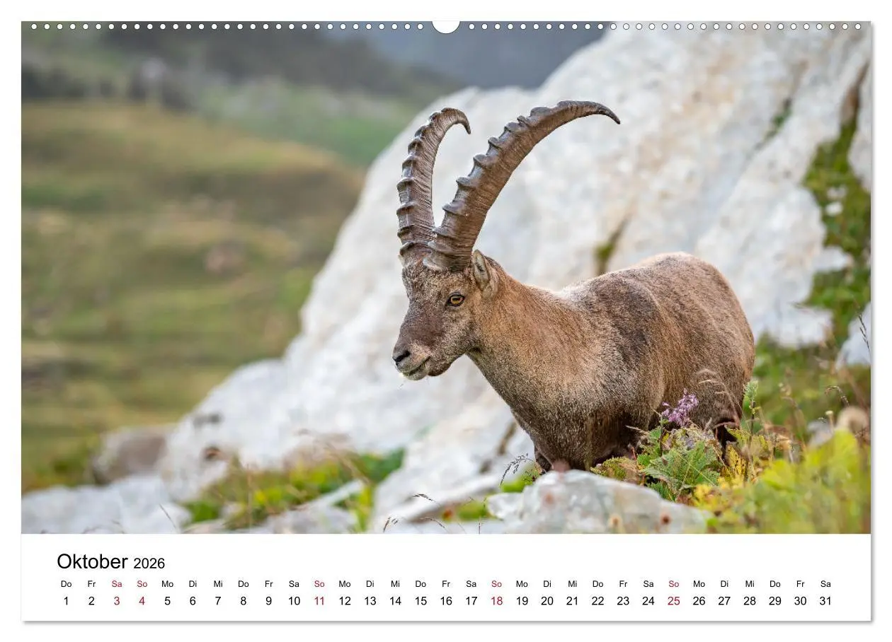Bild: 9783457284193 | Steinböcke - Eindrückliche Könige der Alpen (Wandkalender 2026 DIN...