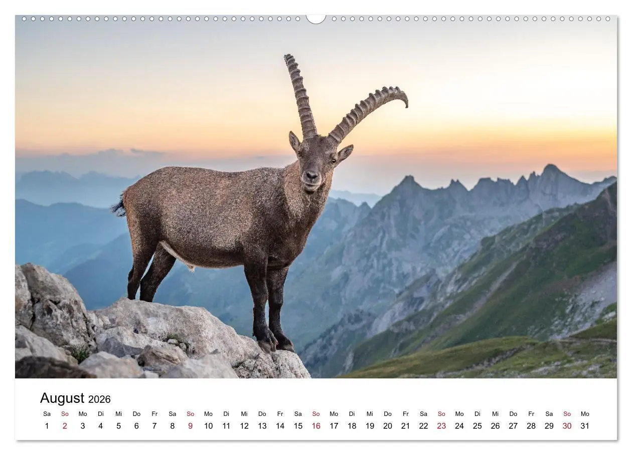 Bild: 9783457284193 | Steinböcke - Eindrückliche Könige der Alpen (Wandkalender 2026 DIN...