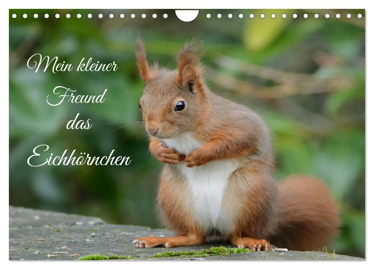 Cover: 9783457804193 | Mein kleiner Freund das Eichhörnchen (Wandkalender 2026 DIN A4...