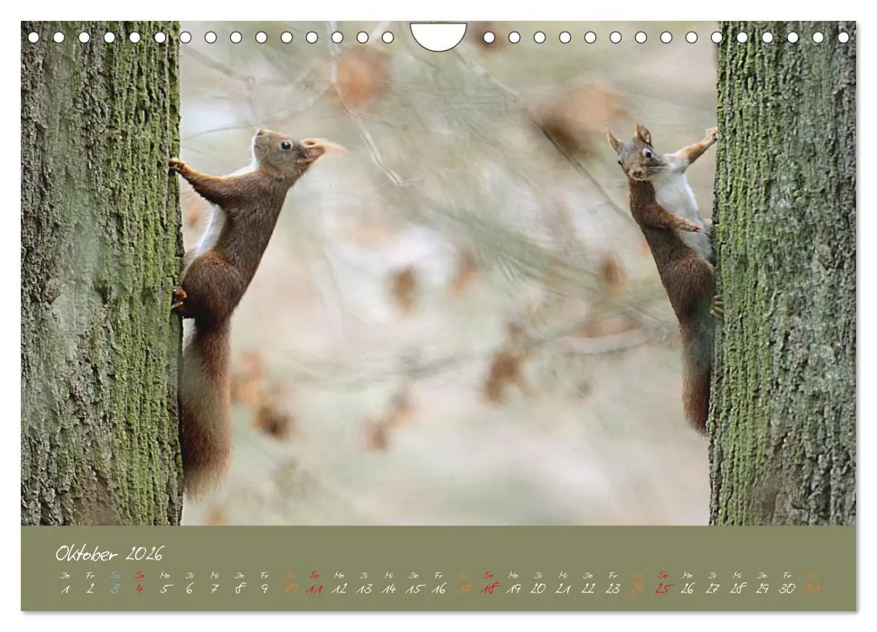 Bild: 9783457804193 | Mein kleiner Freund das Eichhörnchen (Wandkalender 2026 DIN A4...