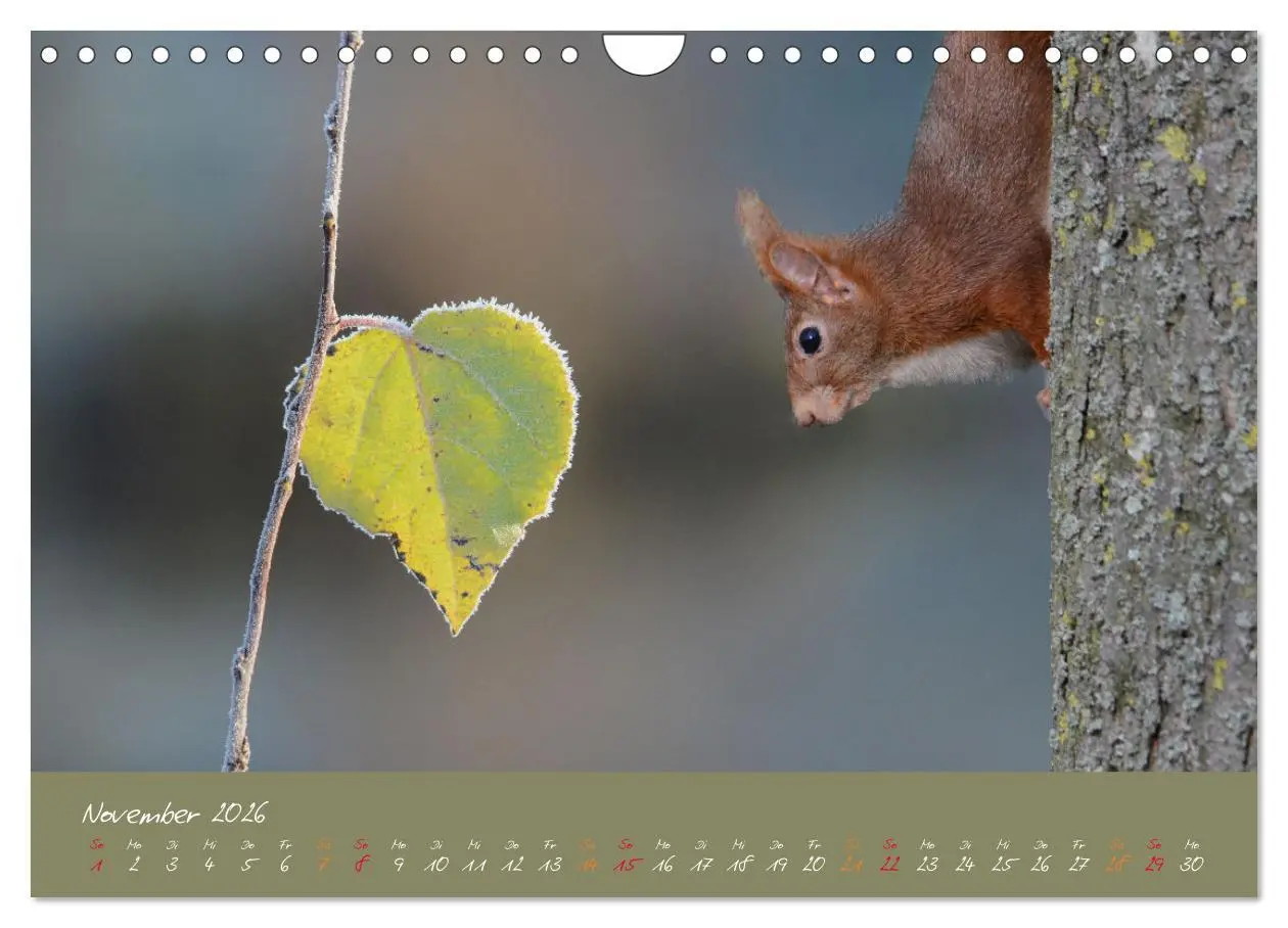 Bild: 9783457804193 | Mein kleiner Freund das Eichhörnchen (Wandkalender 2026 DIN A4...