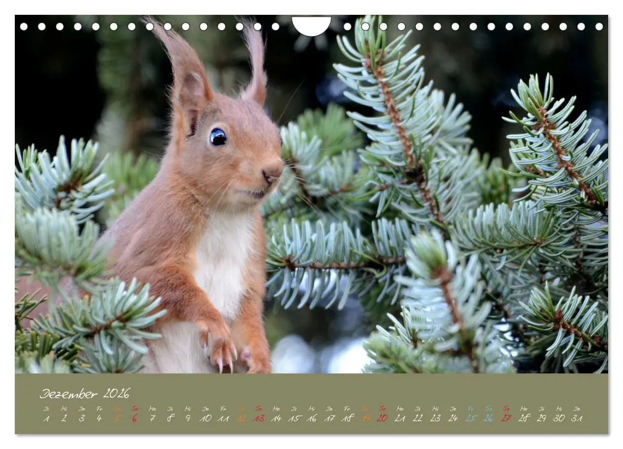 Bild: 9783457804193 | Mein kleiner Freund das Eichhörnchen (Wandkalender 2026 DIN A4...