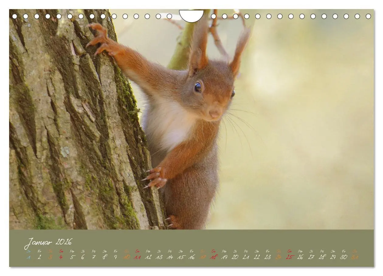 Bild: 9783457804193 | Mein kleiner Freund das Eichhörnchen (Wandkalender 2026 DIN A4...