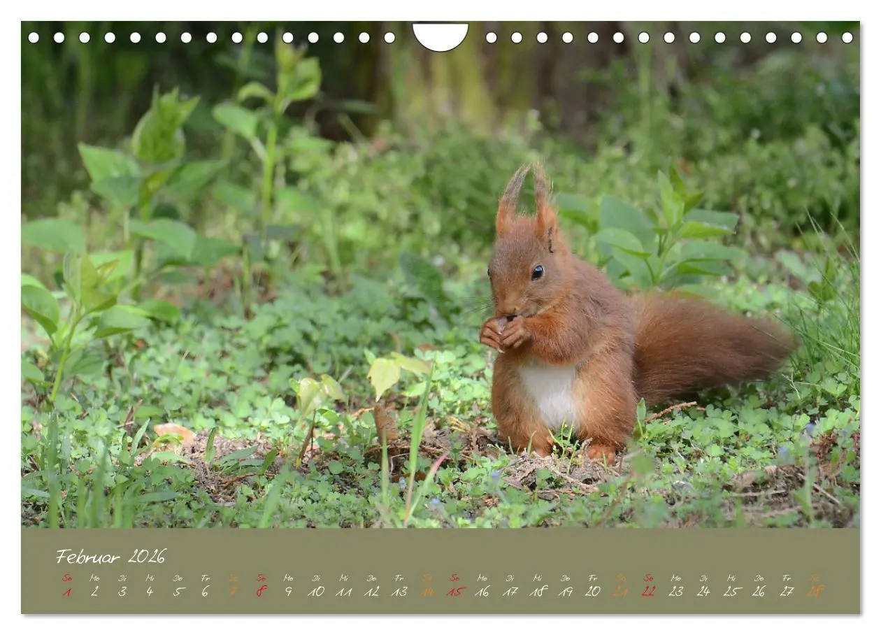 Bild: 9783457804193 | Mein kleiner Freund das Eichhörnchen (Wandkalender 2026 DIN A4...