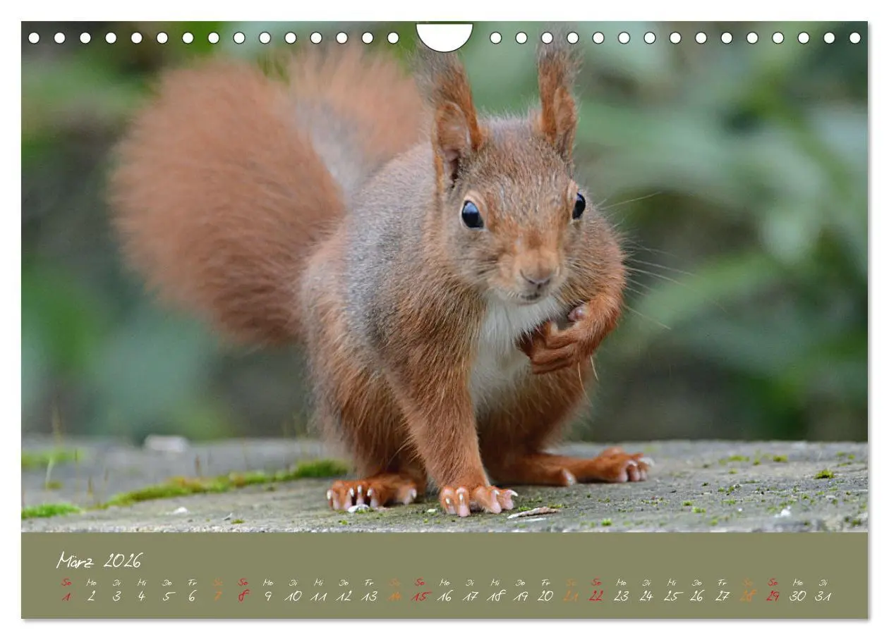 Bild: 9783457804193 | Mein kleiner Freund das Eichhörnchen (Wandkalender 2026 DIN A4...