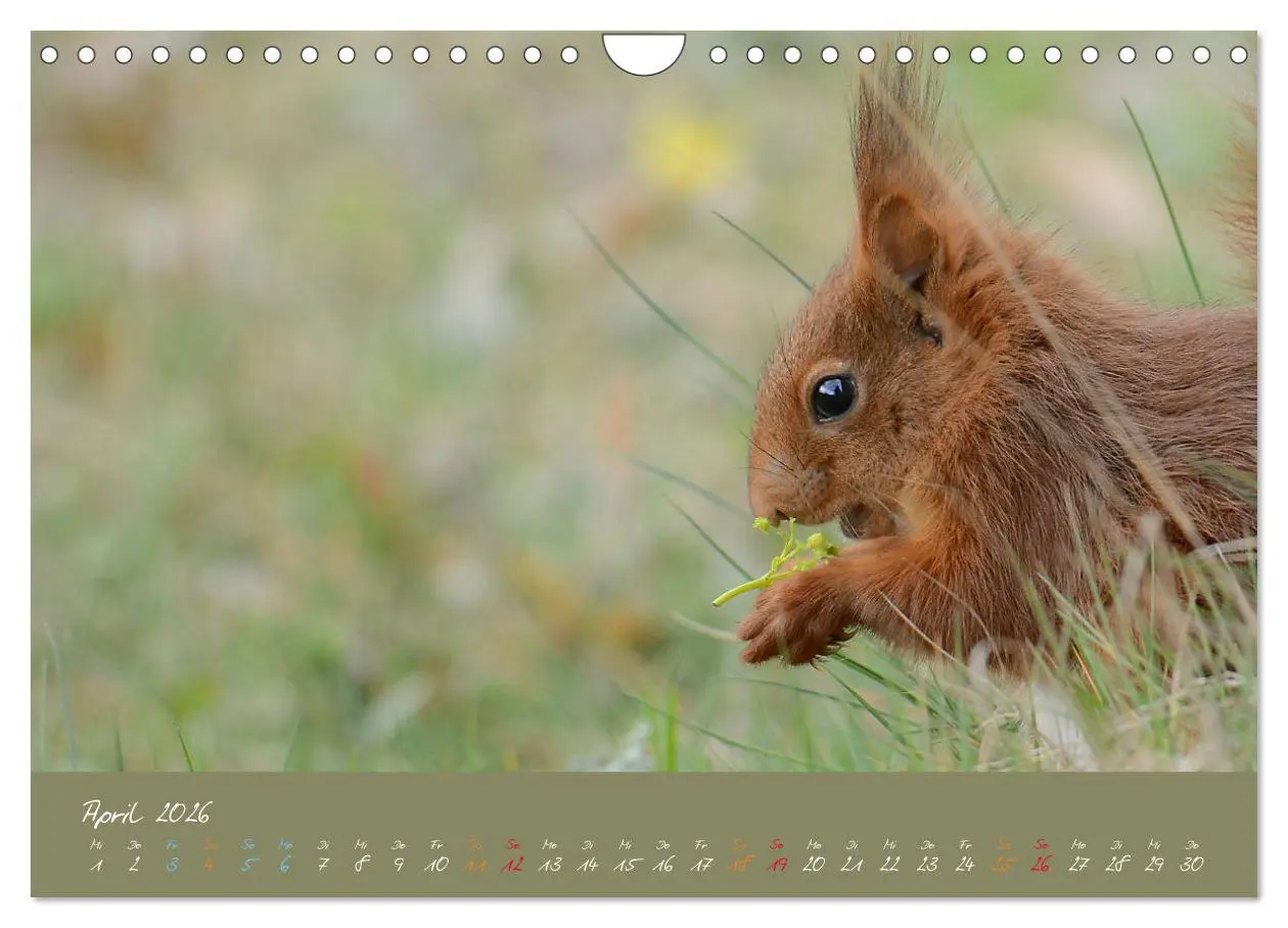Bild: 9783457804193 | Mein kleiner Freund das Eichhörnchen (Wandkalender 2026 DIN A4...