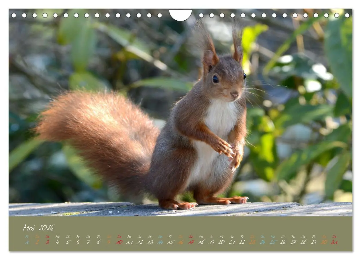 Bild: 9783457804193 | Mein kleiner Freund das Eichhörnchen (Wandkalender 2026 DIN A4...
