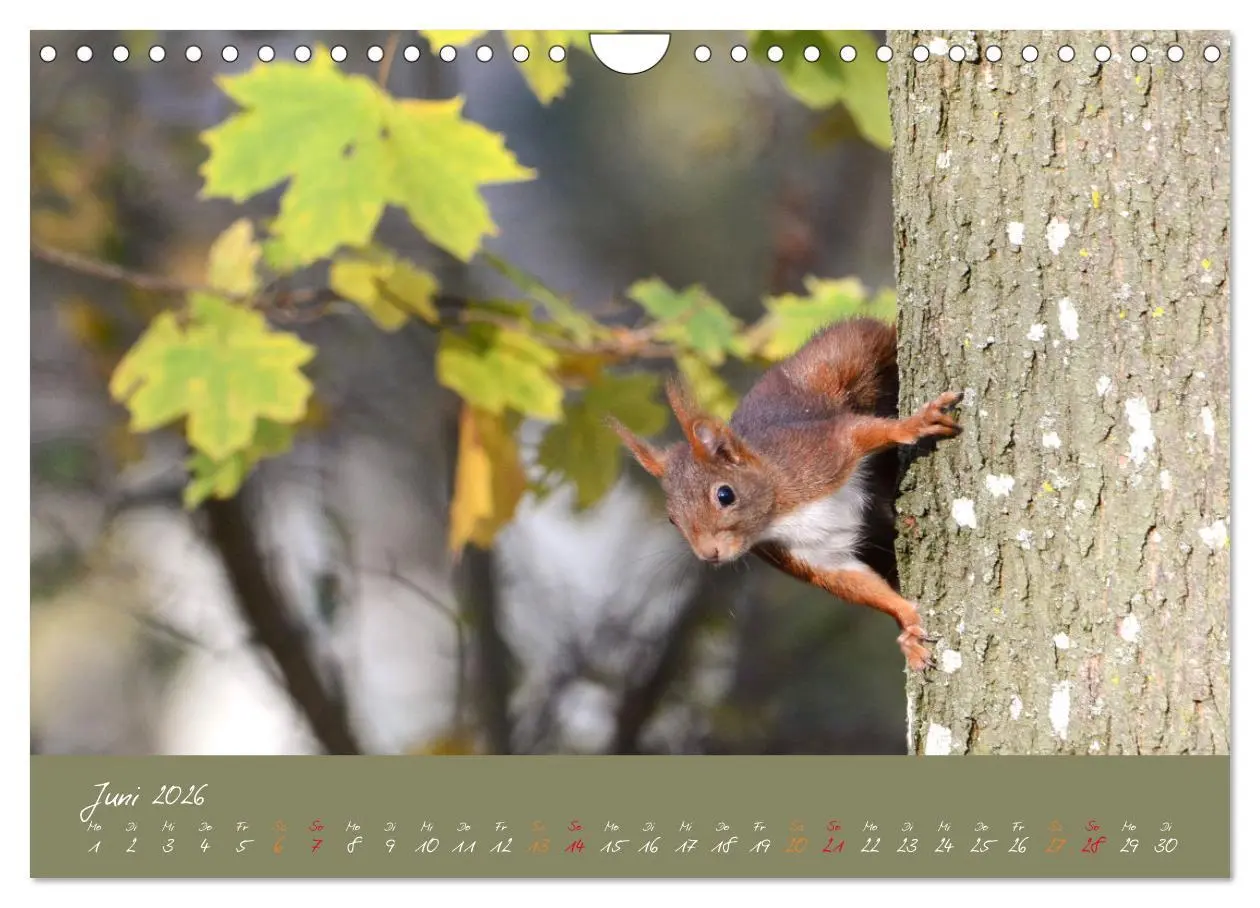 Bild: 9783457804193 | Mein kleiner Freund das Eichhörnchen (Wandkalender 2026 DIN A4...
