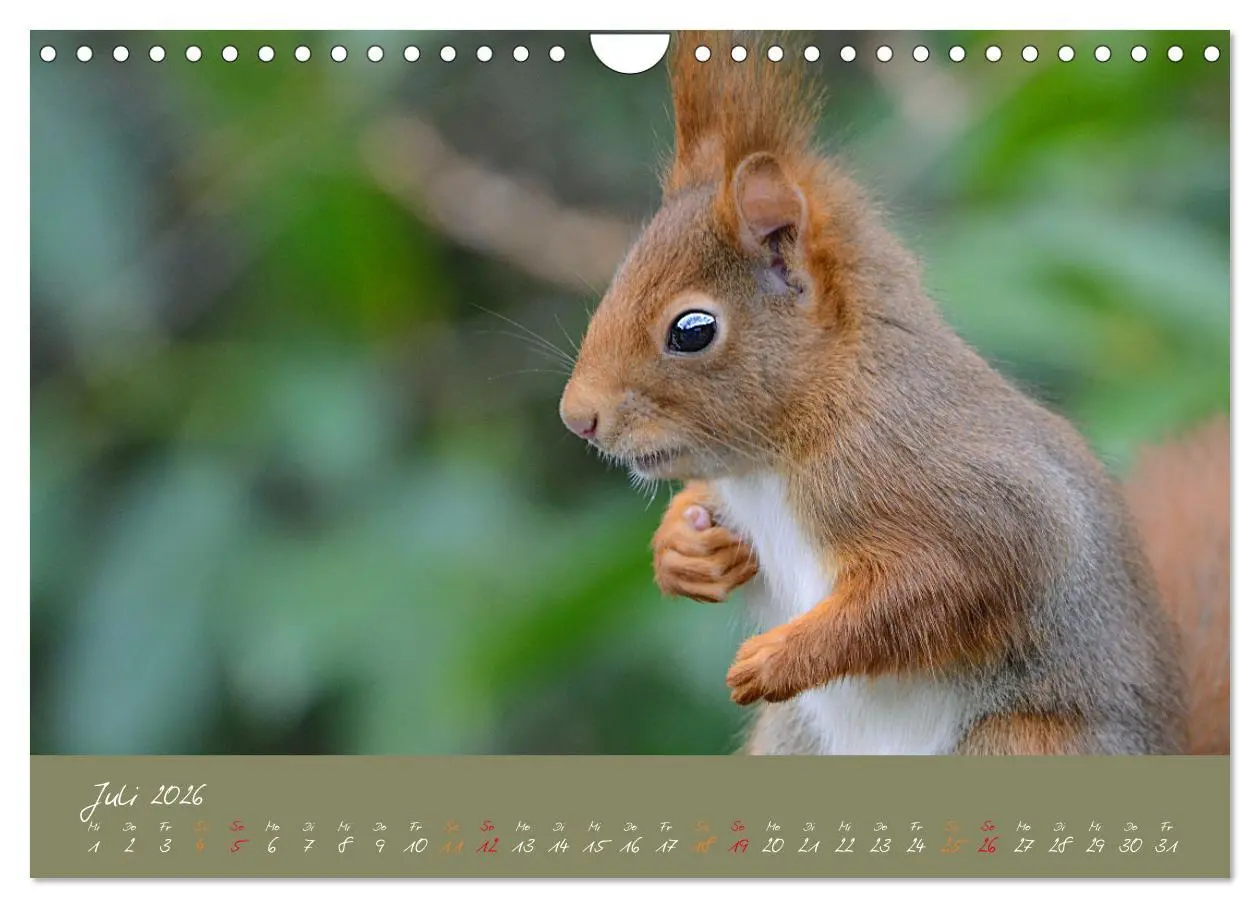 Bild: 9783457804193 | Mein kleiner Freund das Eichhörnchen (Wandkalender 2026 DIN A4...