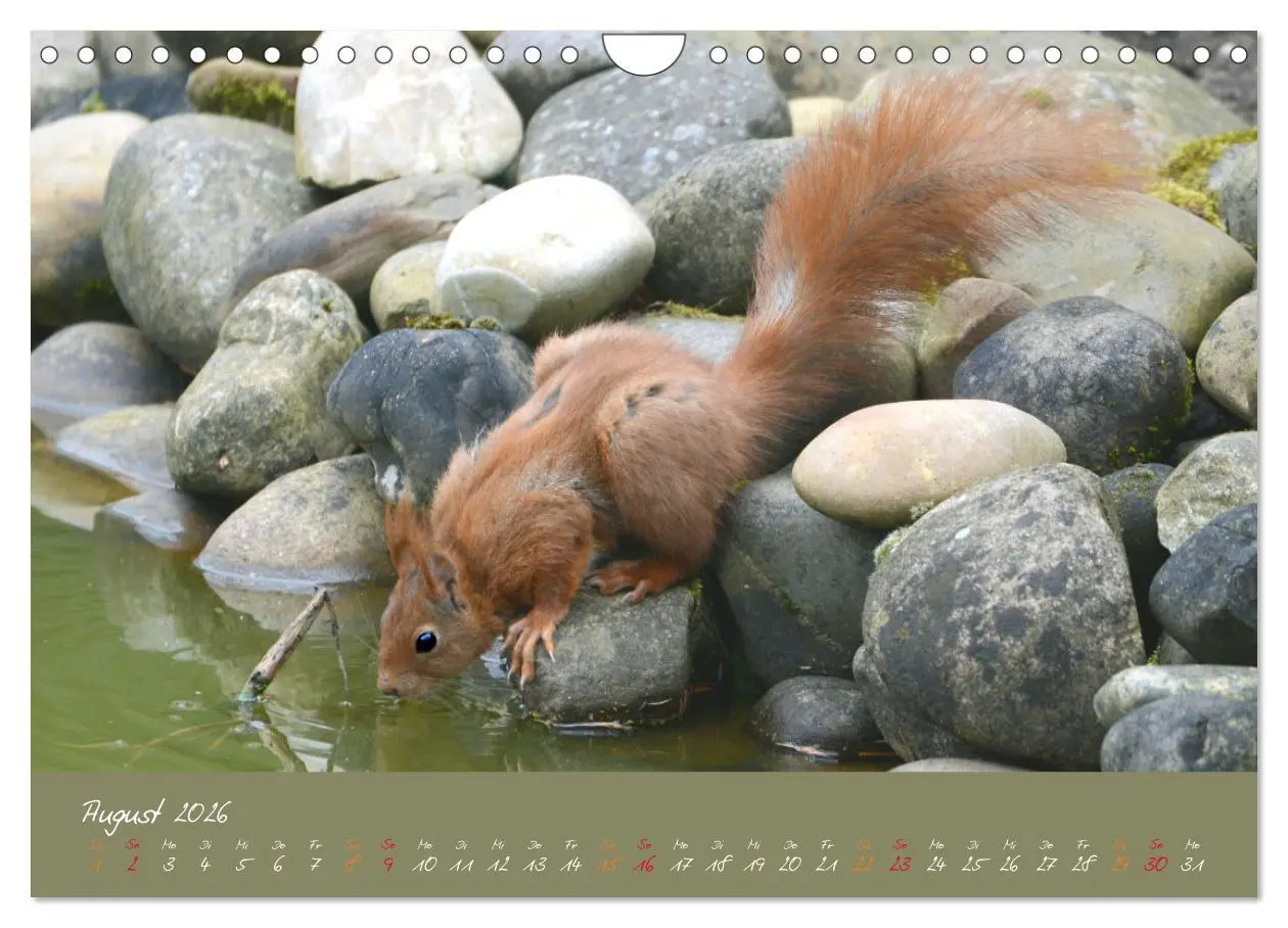 Bild: 9783457804193 | Mein kleiner Freund das Eichhörnchen (Wandkalender 2026 DIN A4...