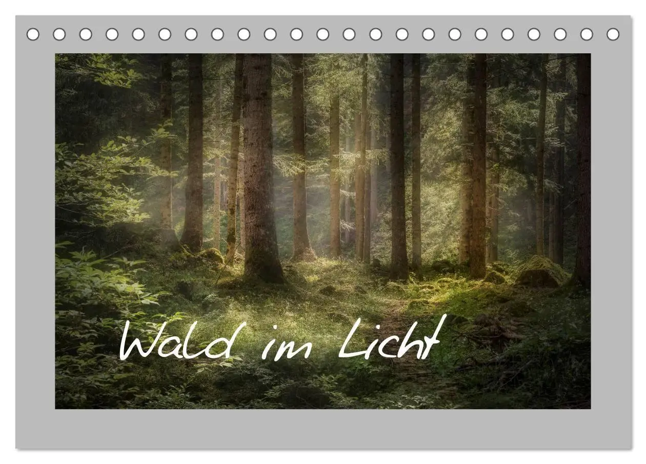 Cover: 9783569604193 | Wald im Licht (Tischkalender 2027 DIN A5 quer), CALVENDO...