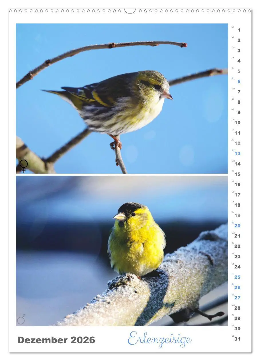 Bild: 9783516364293 | Vogel-Paare (Wandkalender 2026 DIN A2 hoch), CALVENDO Monatskalender