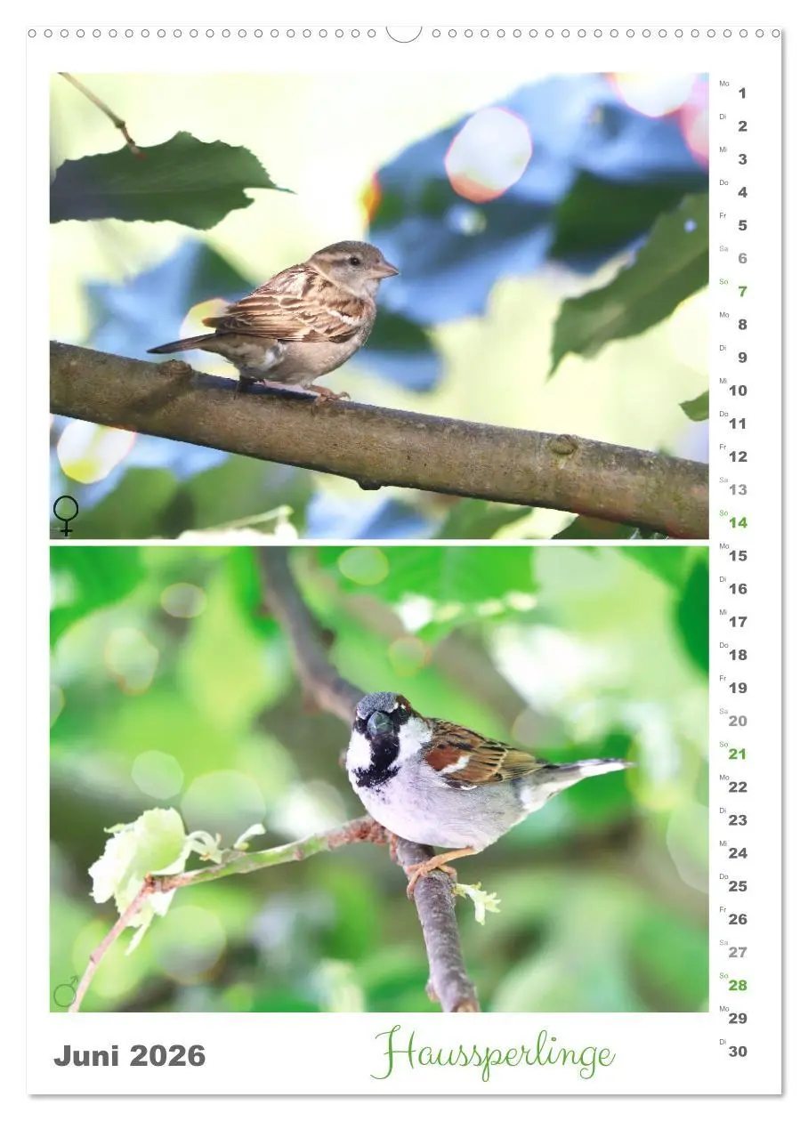 Bild: 9783516364293 | Vogel-Paare (Wandkalender 2026 DIN A2 hoch), CALVENDO Monatskalender