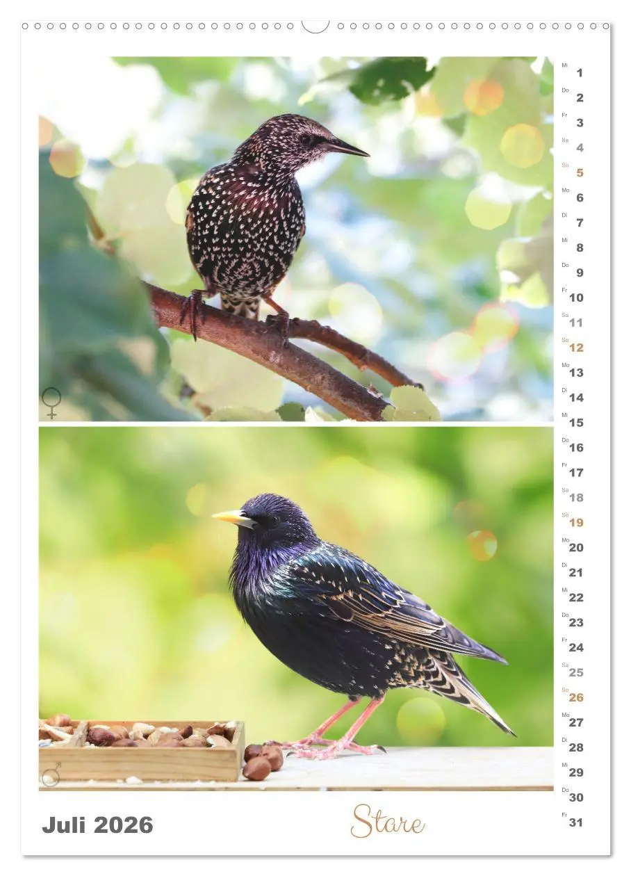 Bild: 9783516364293 | Vogel-Paare (Wandkalender 2026 DIN A2 hoch), CALVENDO Monatskalender