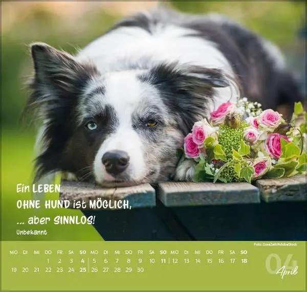 Bild: 9783819304293 | Für Hundeliebhaber 2027 | Verlag Korsch | Kalender | 1 S. | Deutsch