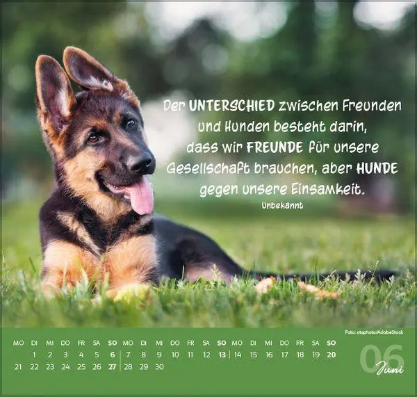Bild: 9783819304293 | Für Hundeliebhaber 2027 | Verlag Korsch | Kalender | 1 S. | Deutsch