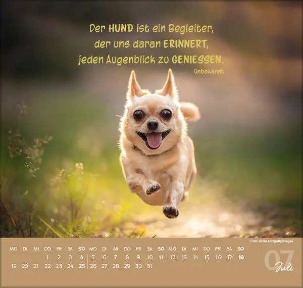 Bild: 9783819304293 | Für Hundeliebhaber 2027 | Verlag Korsch | Kalender | 1 S. | Deutsch